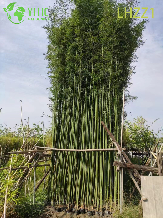 बगीचे की हरियाली के लिए बहुउपयोगी सजावटी बांस