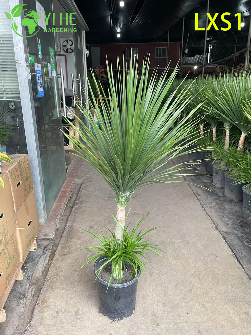 Dracaena draco sempreverde alta per la decorazione di interni ed esterni