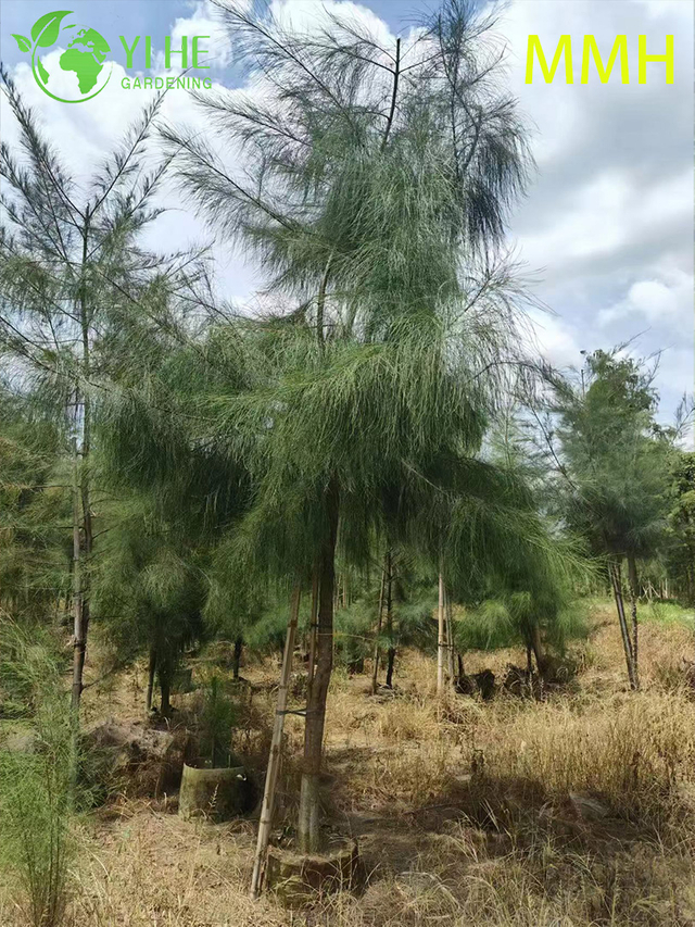 Winterharter Casuarina Equisetifolia-Baum zur Landschaftsbegr&uuml;nung