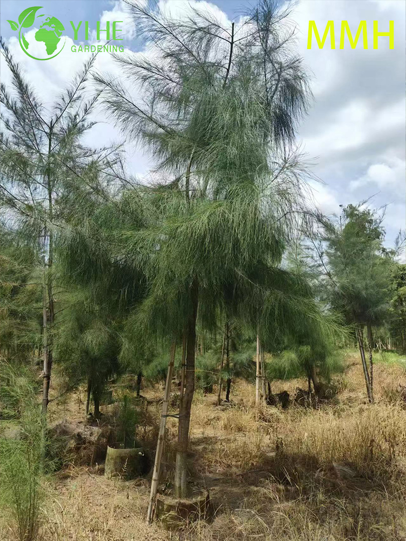 &Aacute;rbol resistente de Casuarina Equisetifolia para enverdecer el paisaje