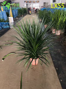 इनडोर ग्रीन सजावट के लिए कॉम्पैक्ट बुशी ड्रेकेना ड्रेको