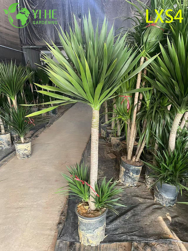 Grand Double - Dracaena draco à plusieurs niveaux pour la décoration intérieure et extérieure