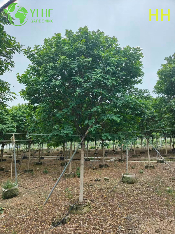 Ozdobne ż&oacute;łte drzewo kwitnące Cassia glauca