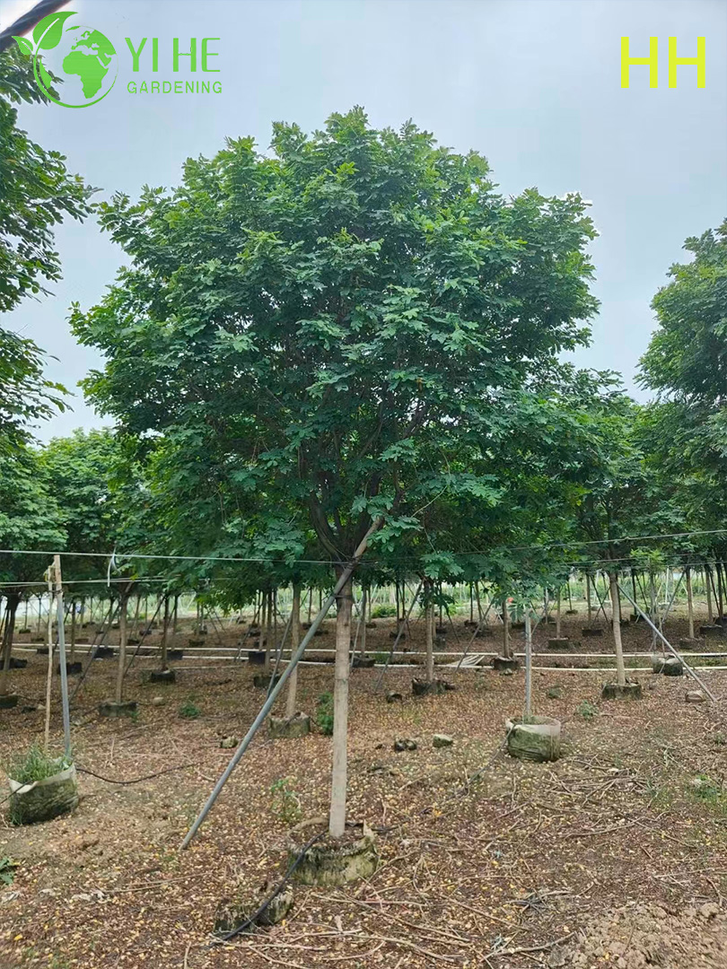 Ozdobne ż&oacute;łte drzewo kwitnące Cassia glauca