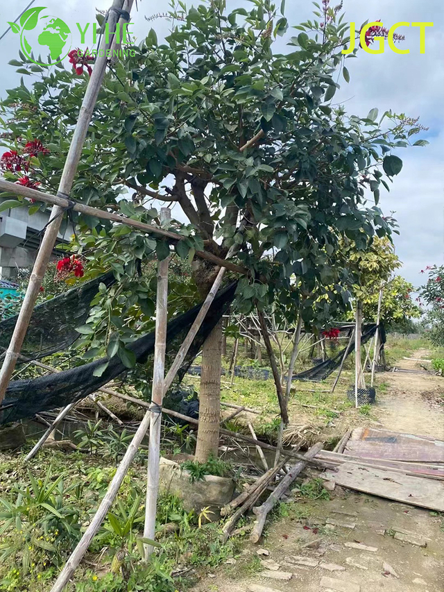 सजावटी लाल एरिथ्रिना क्रिस्टा - गैली फूल वाला पेड़