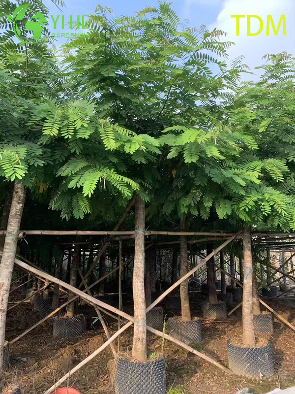 ដើមសេនណាស៊ីមេា លម្អតំបន់ត្រូពិច