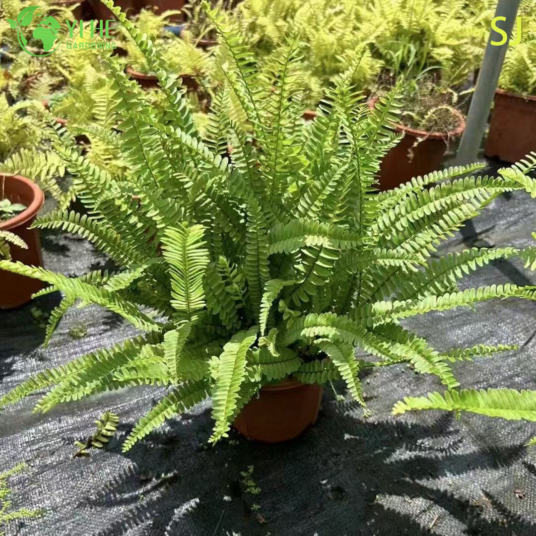 Оптовый вечнозеленый декоративный папоротник для экспорта растений