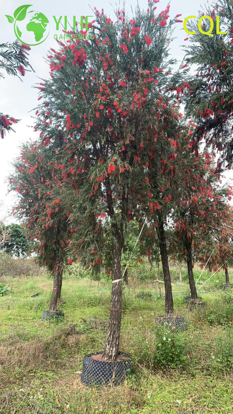 الجملة دائمة الخضرة Callistemon viminalis نباتات الزينة المزهرة للتصدير