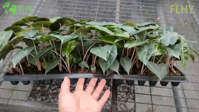 Esportazione all'ingrosso Piantine di Alocasia Pink Dragon | Piantine di fogliame ornamentale tropicale