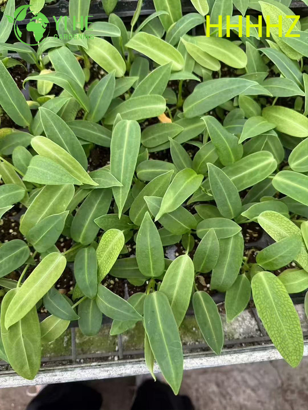 Gro&szlig;handel Export Flamingo Queen Anthurium S&auml;mlinge | Tropische Zierlaubs&auml;mlinge