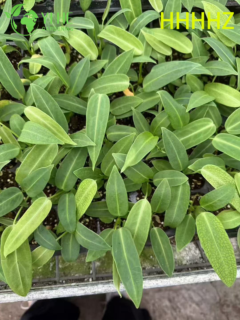 Gro&szlig;handel Export Flamingo Queen Anthurium S&auml;mlinge | Tropische Zierlaubs&auml;mlinge