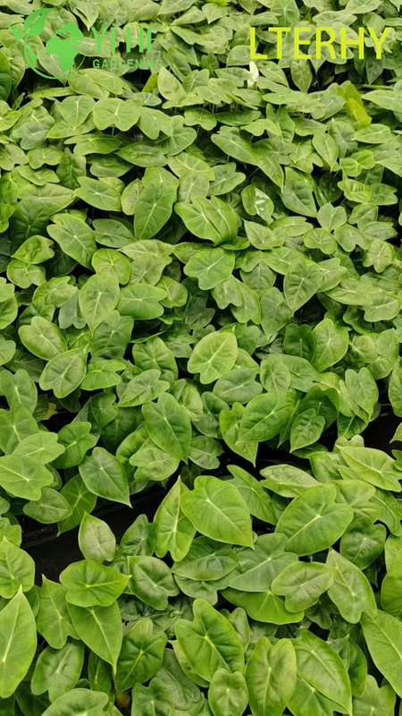 Gro&szlig;handel Export Green Velvet Alocasia S&auml;mlinge | Tropische Zierlaubs&auml;mlinge