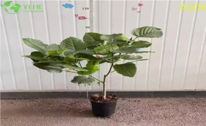 តួនាទីរបស់ Ficus Umbellata ក្នុងការស្តារប្រព័ន្ធអេកូឡូស៊ី និងជីវចម្រុះ