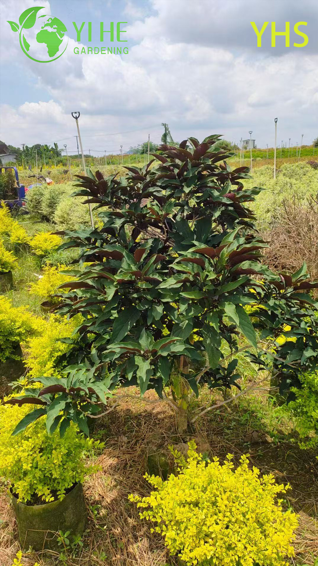 &Aacute;rvore de fogos de artif&iacute;cio flor ornamental planta de jardim tropical Clerodendrum Quadriloculare