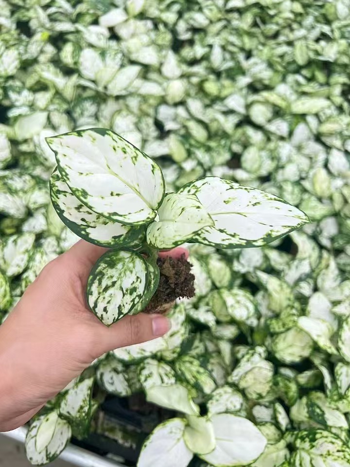 Pl&aacute;ntulas de San Valent&iacute;n blanco de Aglaonema