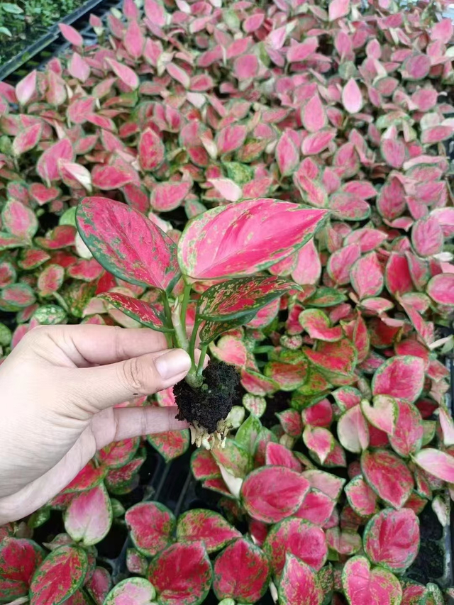 Mudas de Aglaonema vermelho dos namorados