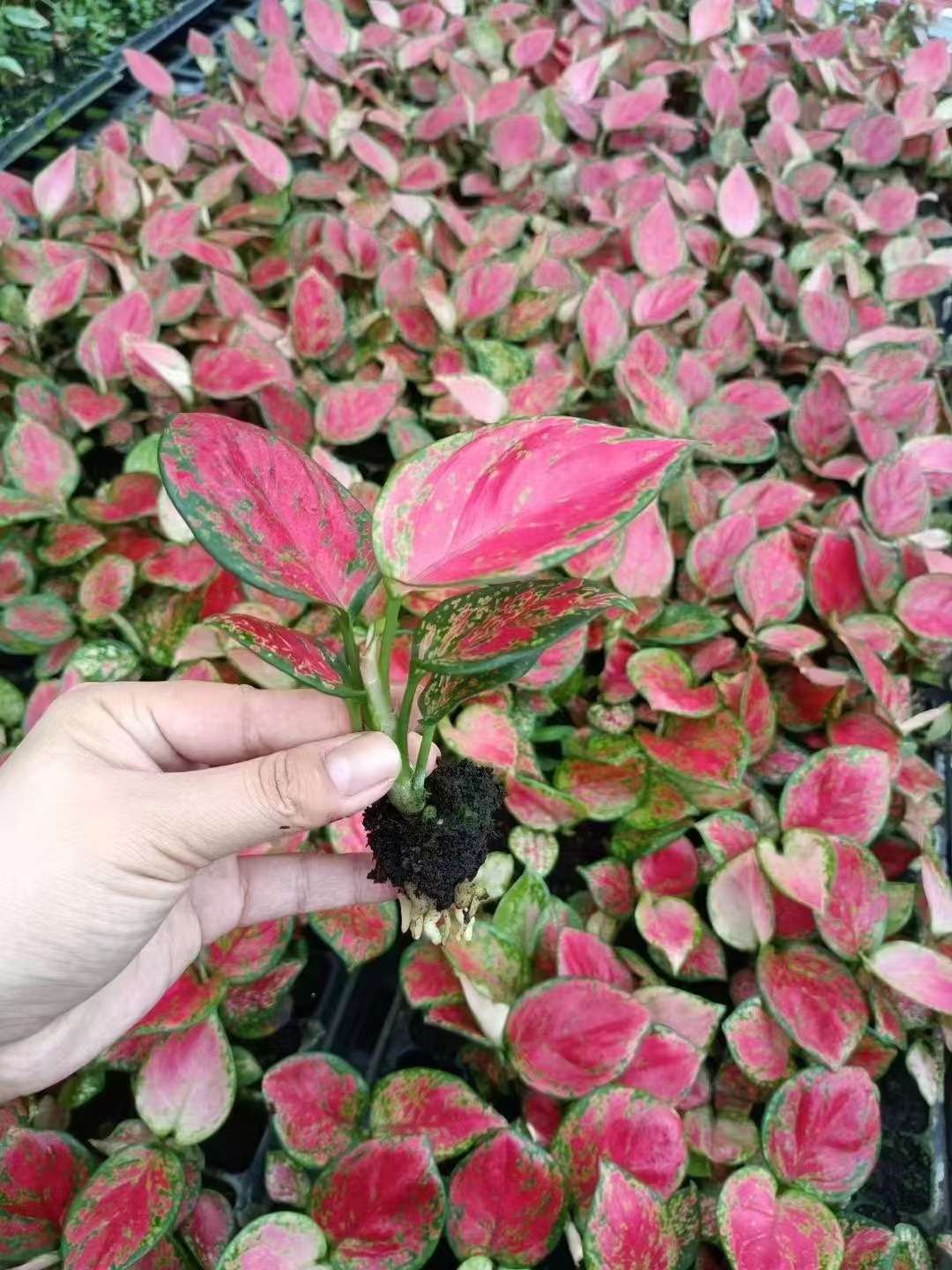 Aglaonema rote Valentinss&auml;mlinge