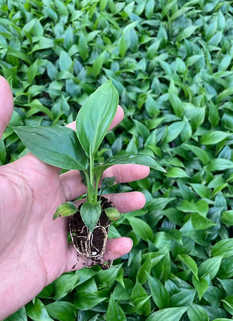 زنبق السلام