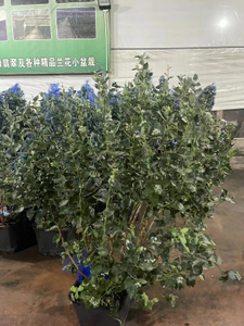 वैक्सीनियम एसपीपी. ,ब्लूबेरी