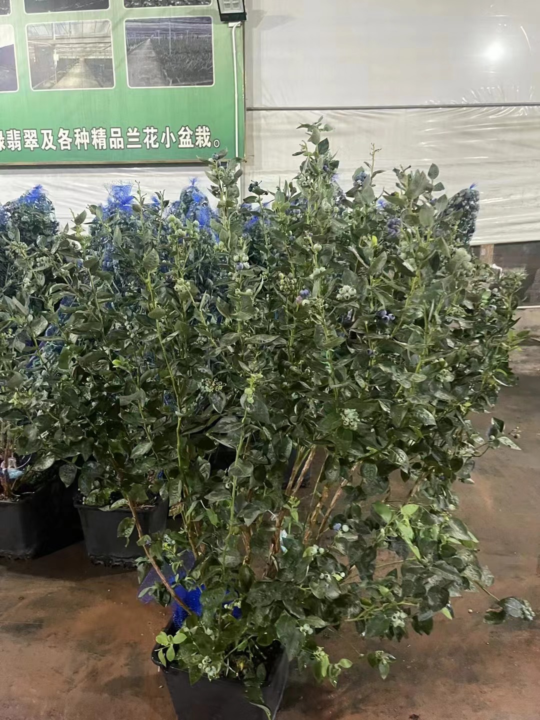 Vaccinium spp. ,Ar&aacute;ndano