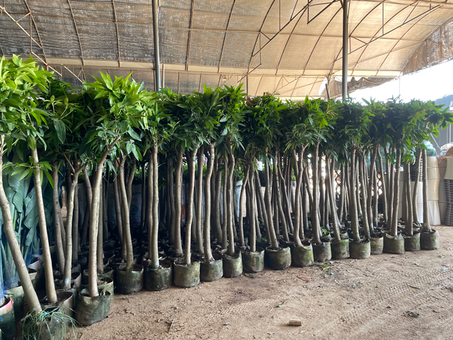 Mangifera indica, Mango ağa&ccedil;ları