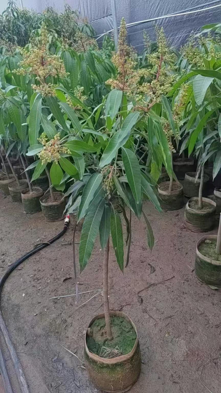 Mangifera indica, mangueiras