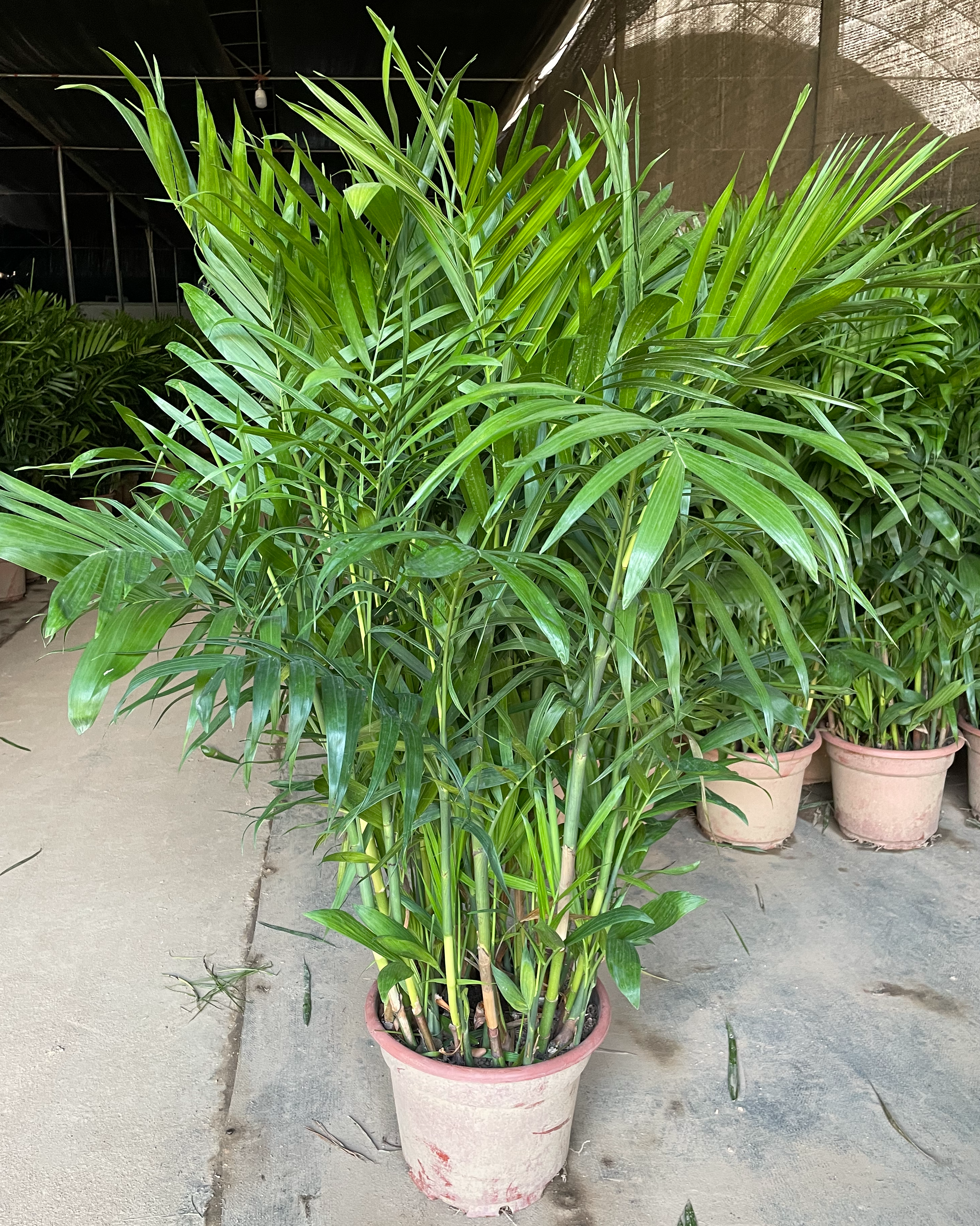 Pritchardia Gaudichaudi