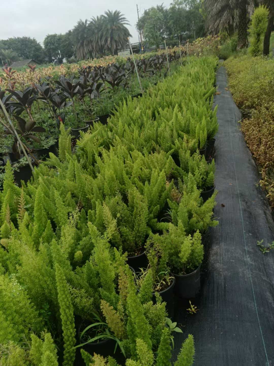 Spargel Densiflorus 'Myers'