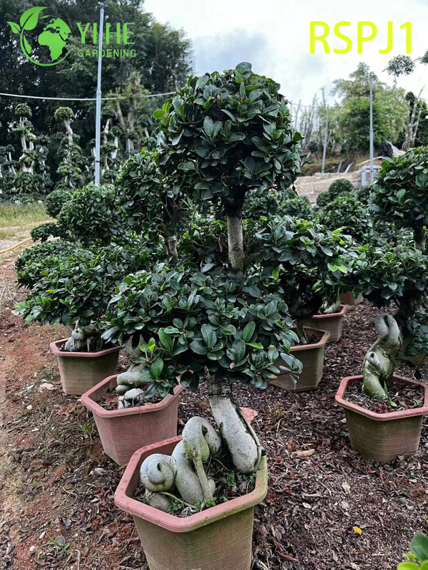 ລຳຕົ້ນໄມ້ແສ້ໜາສູງ ຕົ້ນໄມ້ Ficus ທີ່ເປັນຕົ້ນໄມ້ທີ່ມີຊີວິດຊີວາໃນລົ່ມ Bonsai