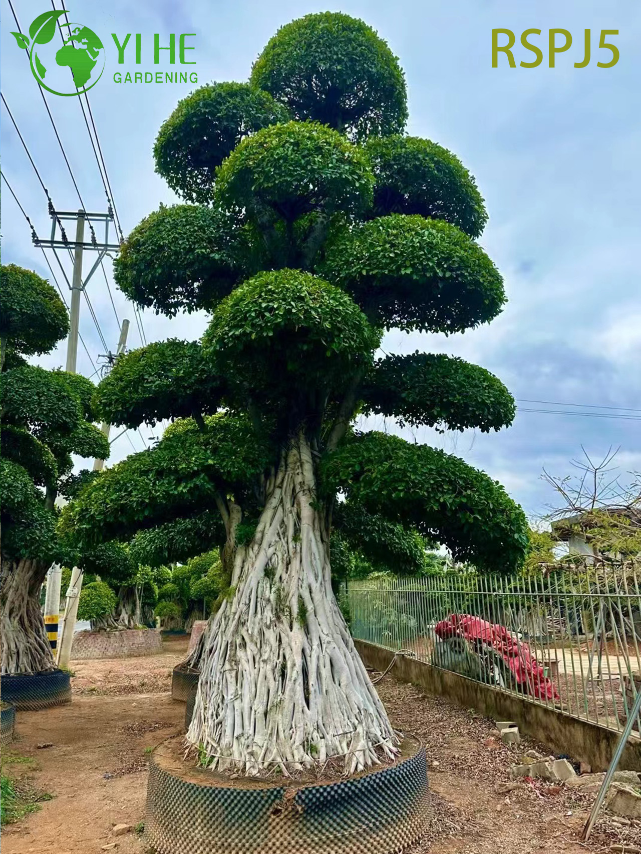 Giant Banyan-style Tall Artistic Ficus Tree የቀጥታ የቤት ውስጥ ወለል ተክል ቦንሳይ 
