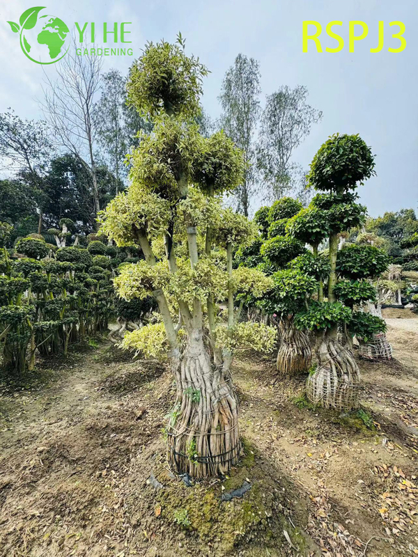 &Ocirc; nhiều tầng C&acirc;y Ficus nghệ thuật cao Một c&acirc;y cảnh sống tr&ecirc;n s&agrave;n trong nh&agrave;