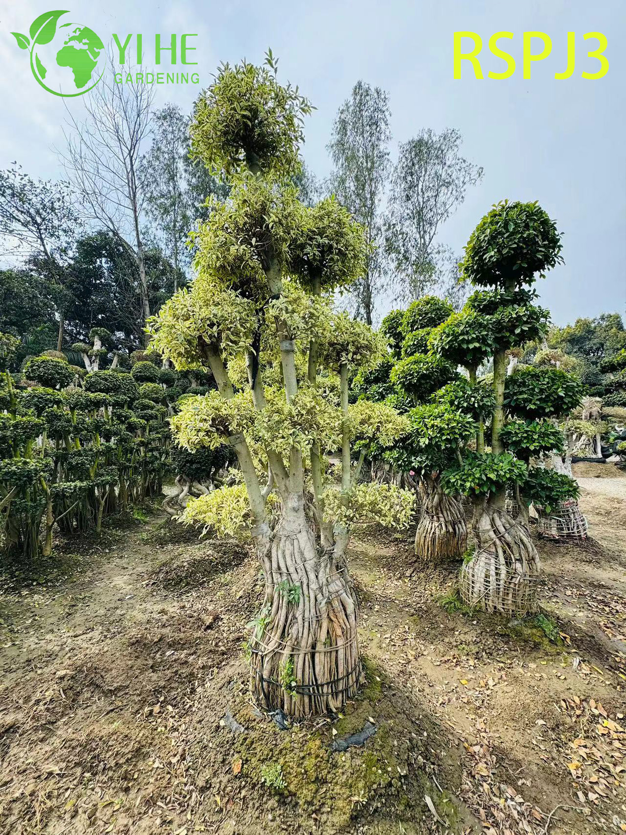 &Ocirc; nhiều tầng C&acirc;y Ficus nghệ thuật cao Một c&acirc;y cảnh sống tr&ecirc;n s&agrave;n trong nh&agrave;