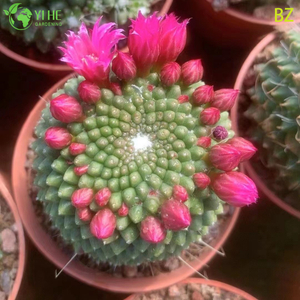 Vendita all'ingrosso Fiore rosa Corona Cactus Pianta viva Mammillaria Spinosissima Bonsai