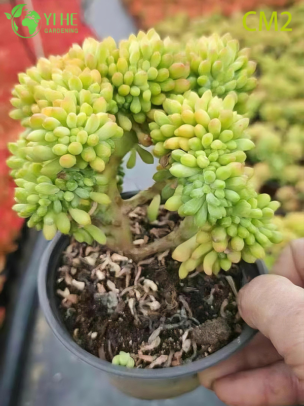 Bonsa&iuml; en grappe de plantes vivantes succulentes, gel&eacute;e de baies roses, vente en gros
