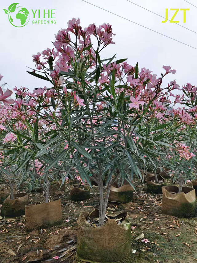 ຂາຍສົ່ງເປັນໄມ້ຢືນຕົ້ນ Oleander ສີບົວມາດຕະຖານສໍາລັບການອອກນອກສວນ Bonsai