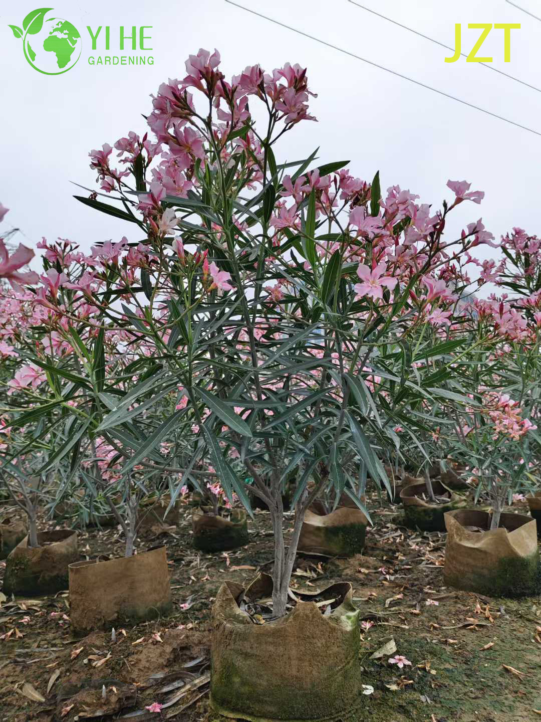 الجملة شجرة الدفلى الوردي القياسية للمناظر الطبيعية في الهواء الطلق بونساي