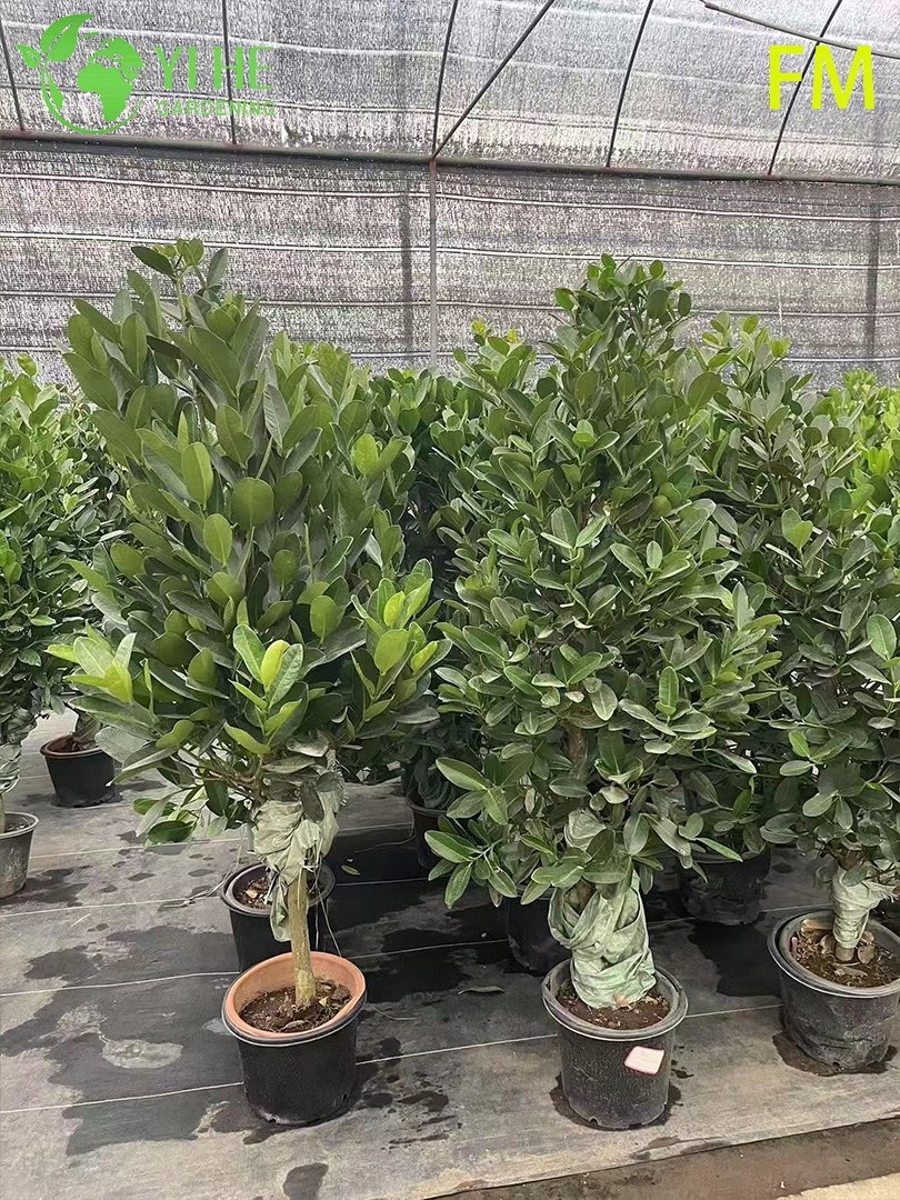 S&uuml;s Peyzaj Korunması Bonsai i&ccedil;in Toptan Dik Fukugi Ağacı Canlı Bitki