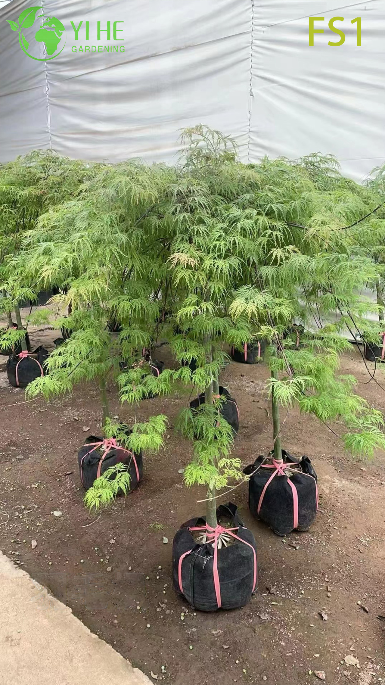 S&uuml;s Peyzaj Bonsai i&ccedil;in Ağlayan Yeşil Laceleaf Ak&ccedil;aağa&ccedil; Ağacı