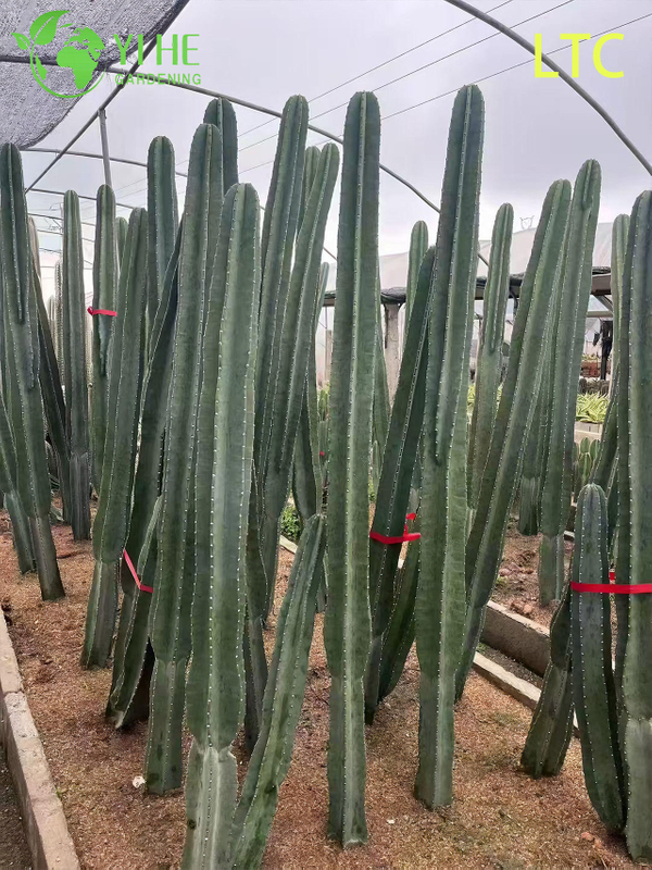 Pianta di cactus dal frutto del drago vivo, un Hylocereus Undatus fruttifero