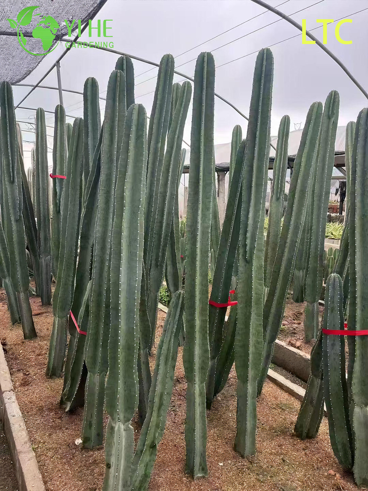 Pianta di cactus dal frutto del drago vivo, un Hylocereus Undatus fruttifero