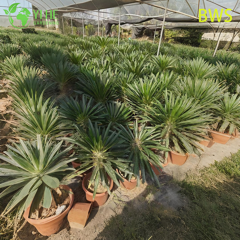 Lebende Madagaskar-Palme, ein hoher stacheliger Stamm, Pachypodium, saftiger Bonsai