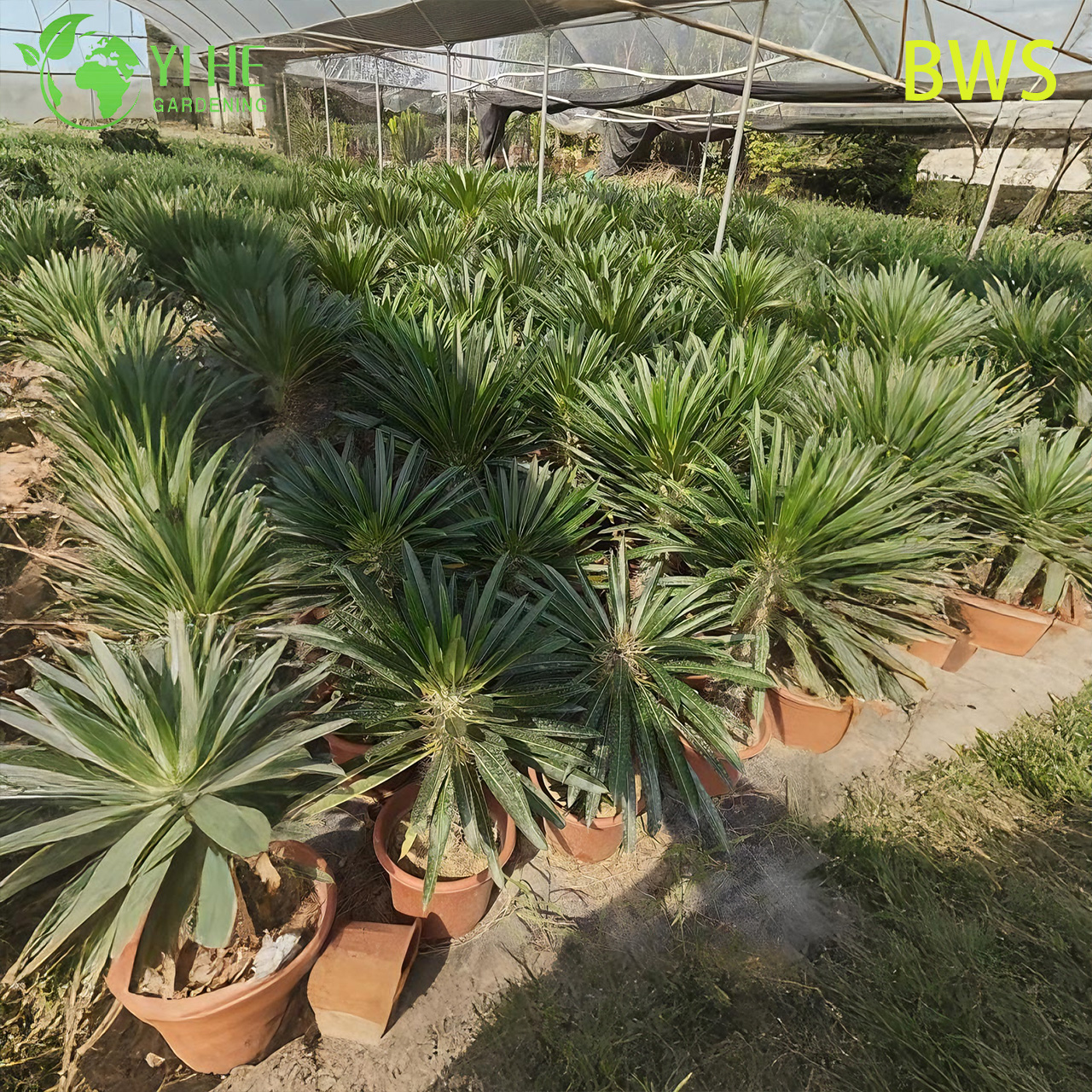 Lebende Madagaskar-Palme, ein hoher stacheliger Stamm, Pachypodium, saftiger Bonsai
