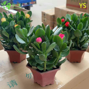 ມີຊີວິດຢູ່ປູກໝາກຫຸ່ງ A Fleshy-Leaf Crassula Ovata Good Luck Succulent
