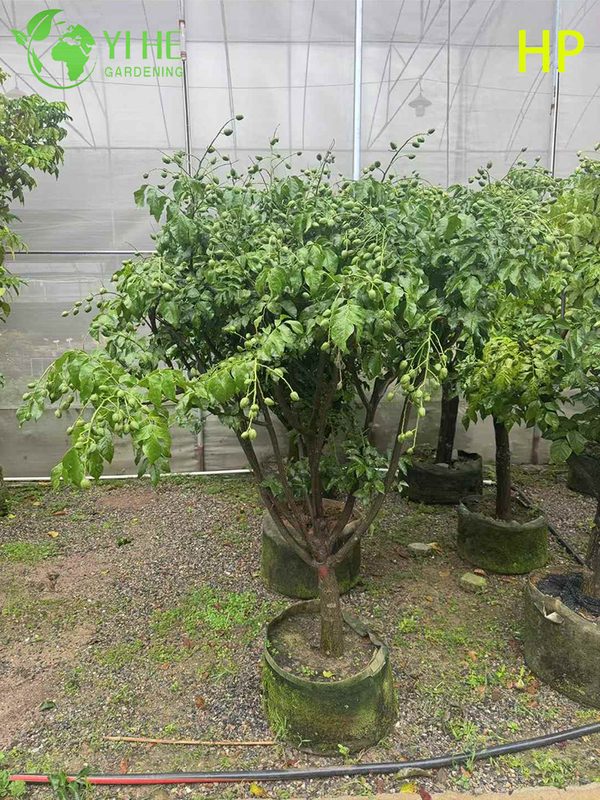 &Aacute;rbol Pongamia pinnata resistente a la sequ&iacute;a para bons&aacute;i de paisajismo y biocombustible