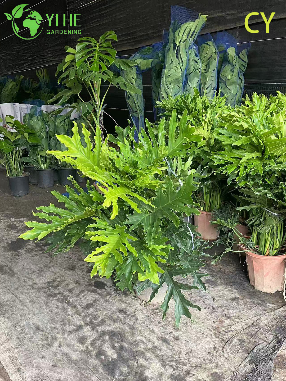 Lussureggiante pianta tropicale della speranza all'ingrosso Thaumatophyllum Bipinnatifidum Bonsai