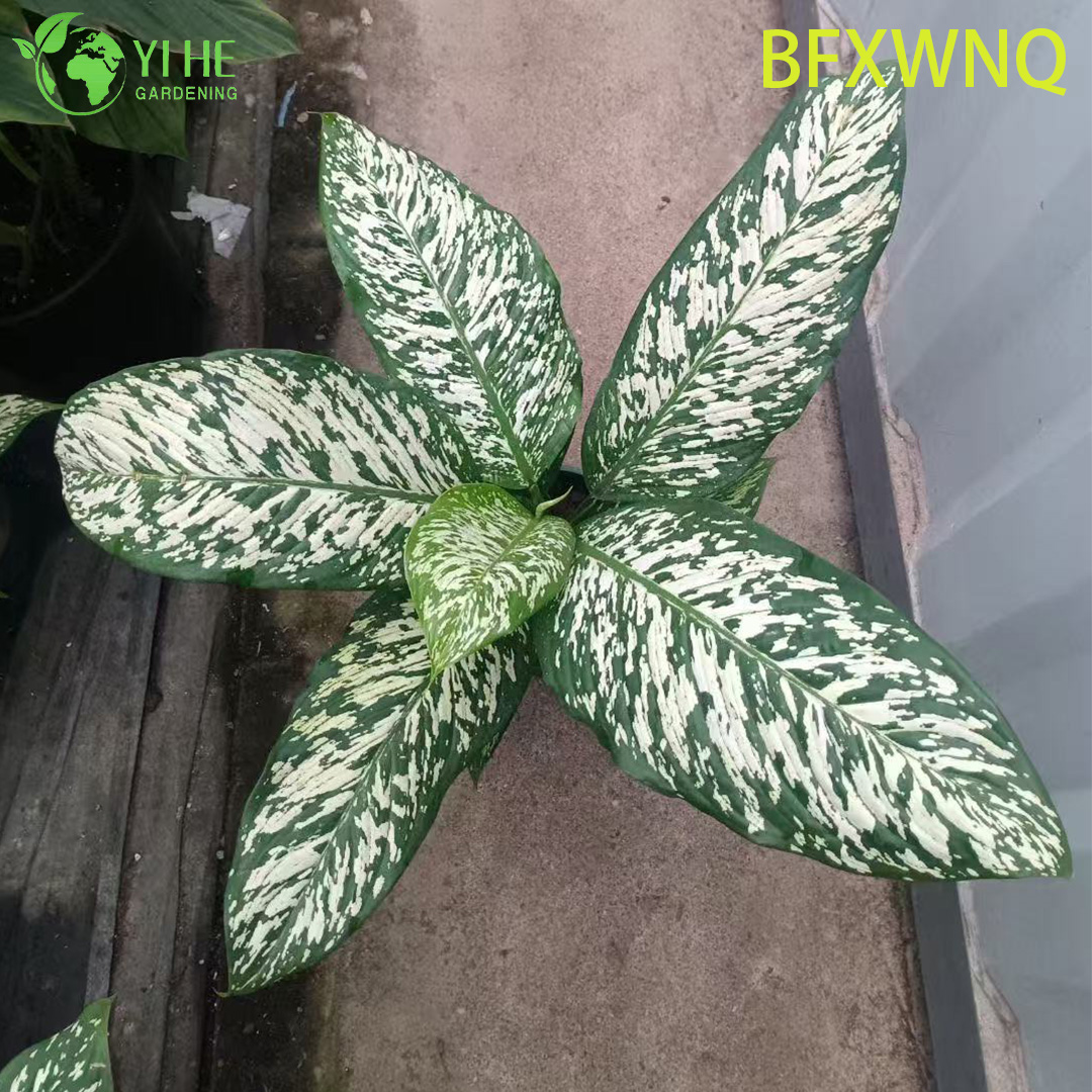 លក់ដុំ Dieffenbachia Snowstorm Variegated Dumb Cane Plant Plug Seedlings