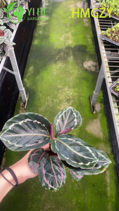 도매 Calathea Dottie 블랙 라이브 기도 식물 스타터 플러그 모종