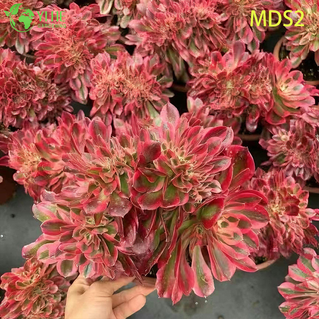 도매 볏이 있는 Aeonium 메두사 희귀 크리스털 즙이 많은 살아있는 식물 분재