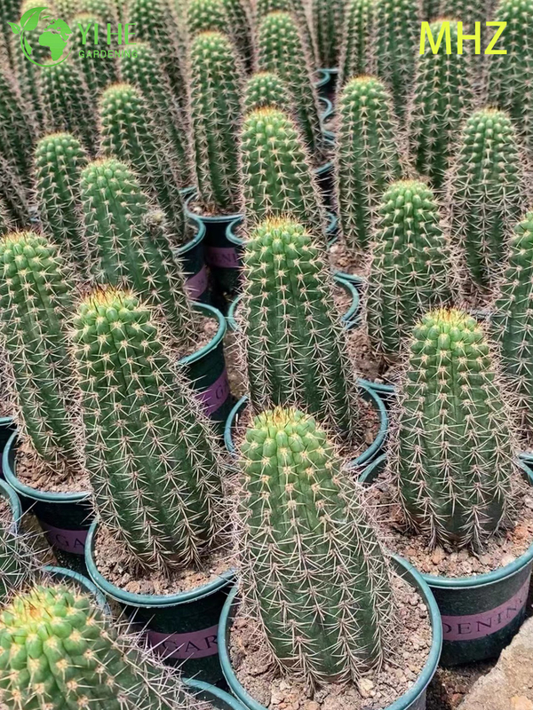 Groothandel Golden Ball Cactus Parodia Leninghausii Levende sierplantenbonsai