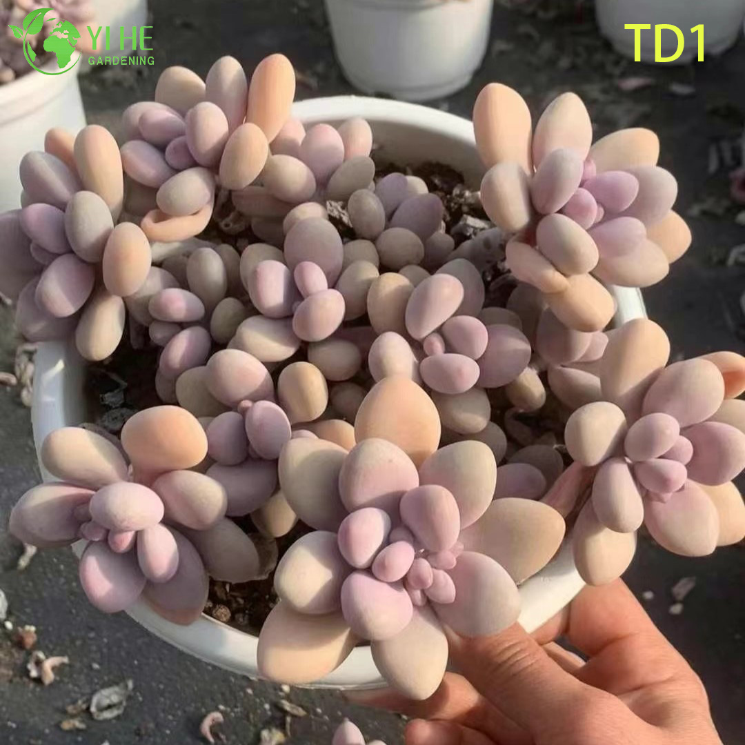 الجملة أحجار القمر الوردي عصاري Graptopetalum أميثيستينوم النباتات الحية بونساي